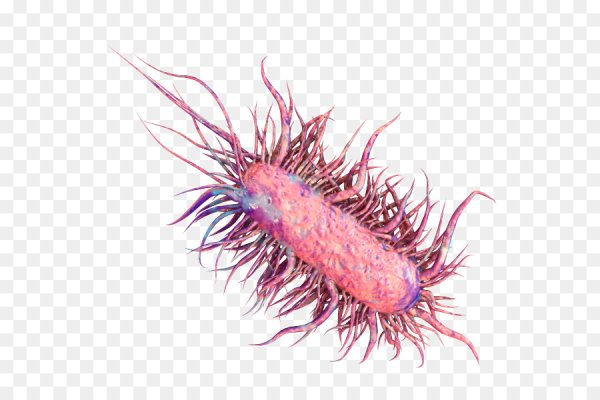 Бактерия кишечная палочка