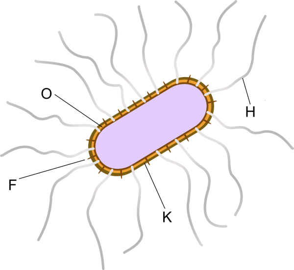 Эшерихии антигенная структура