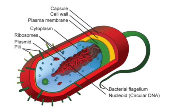Строение прокариотической микробной клетки.