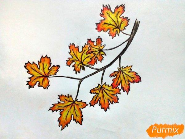 Ветка с кленовыми листьями рисунок