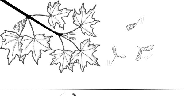 Ветка клена раскраска