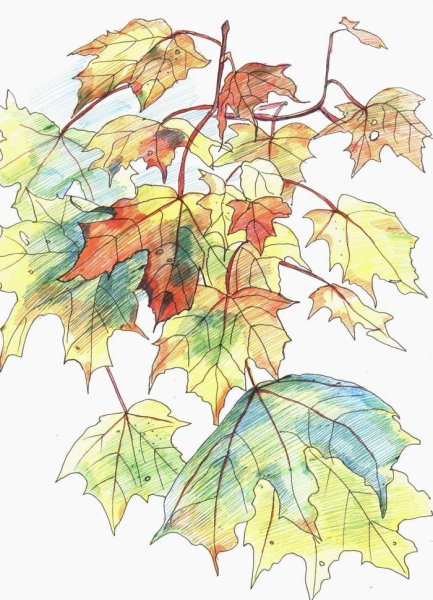 Рисование ветки клена