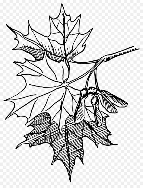 Кленовая ветка раскраска