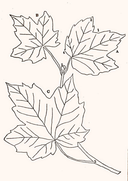 Ветка клена раскраска