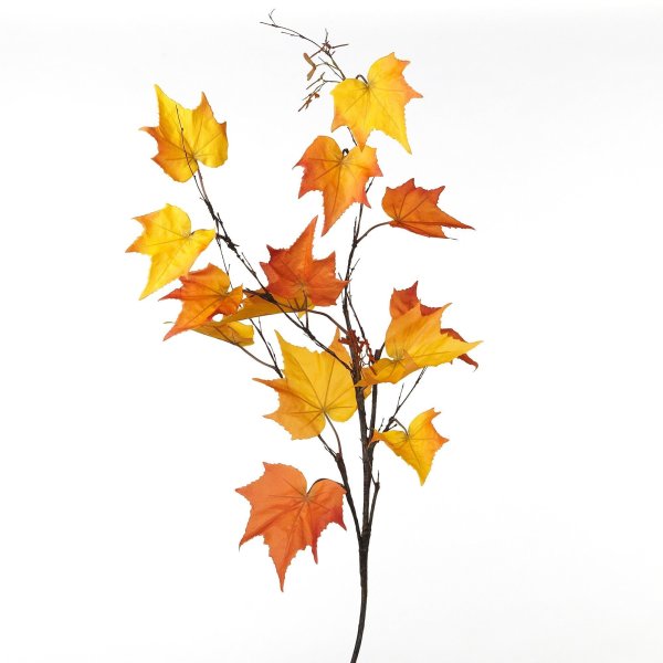 Веточка клена