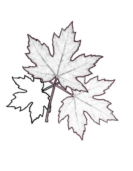 Лист клена раскраска