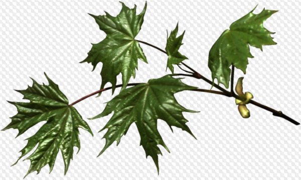 Ветка клена вектор