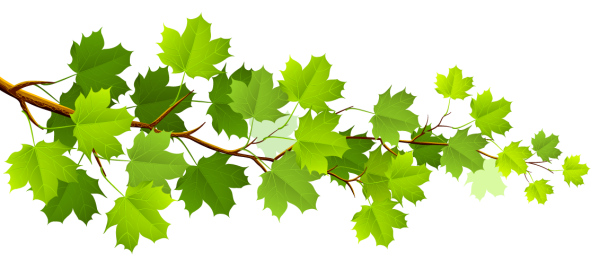 Клен на памятник гравировка