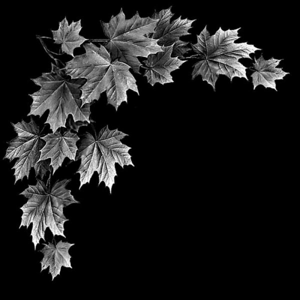 Осенние листья на прозрачном фоне