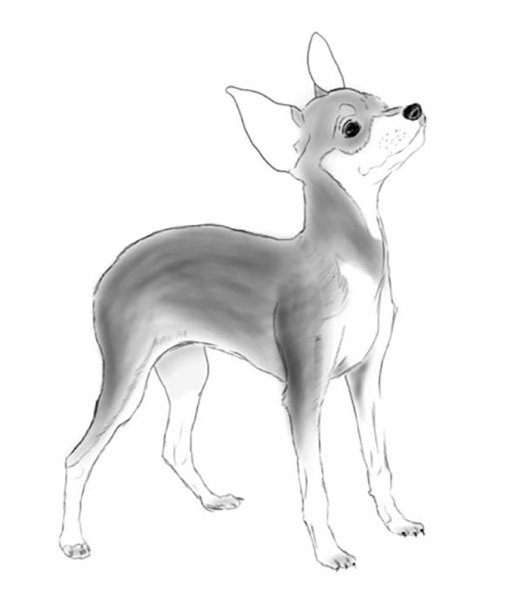 Той терьер рисунок карандашом