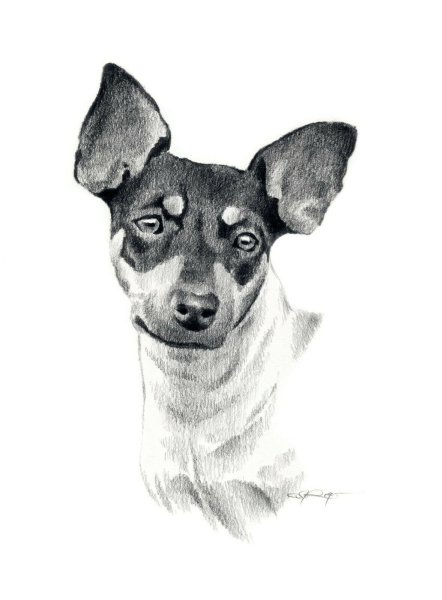 Чихуахуа рисунок