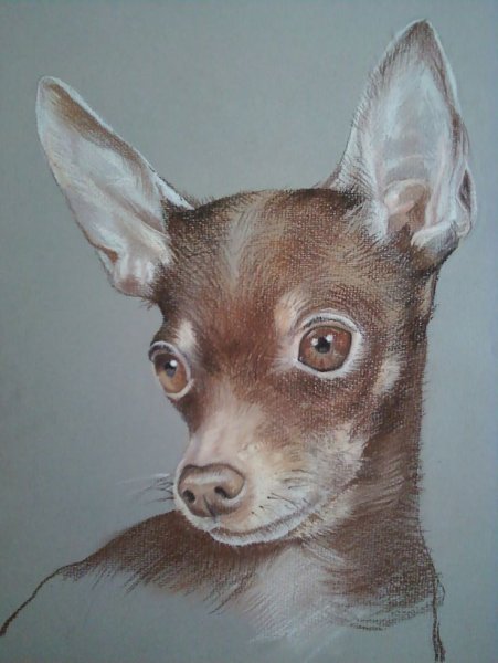 Нарисовать той терьера