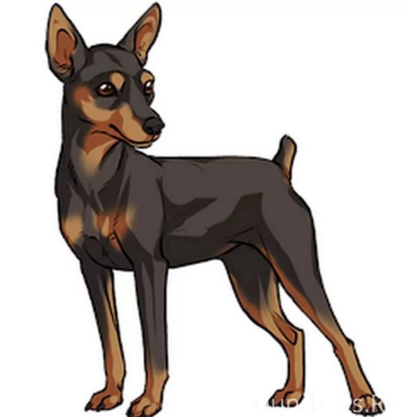 Тойтерьеры стандарт породы