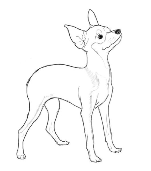 Чихуахуа пиксарт