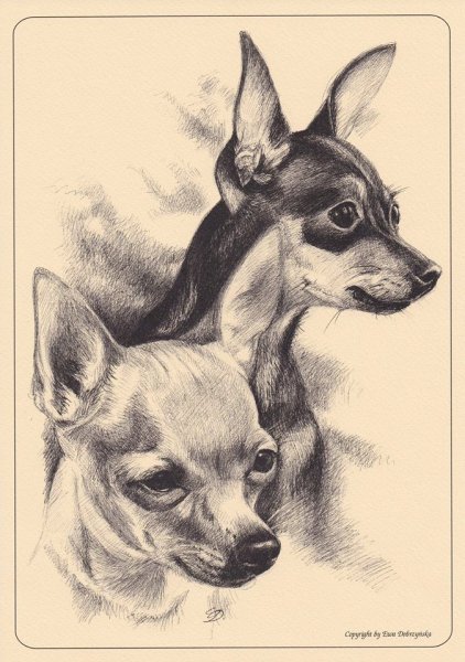 Терьер карандашом