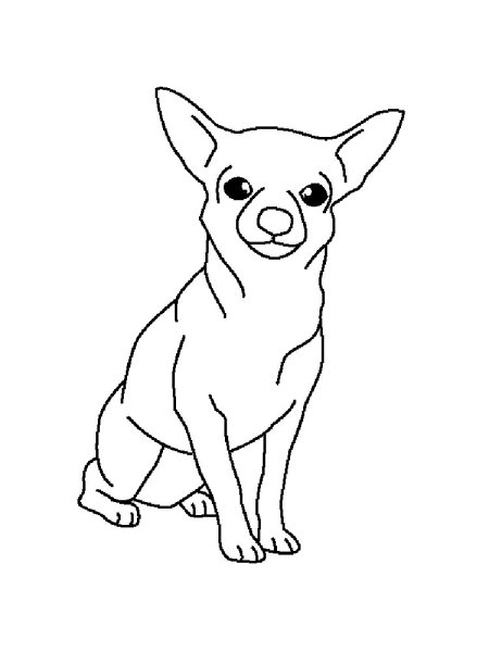 Чихуахуа для срисовки