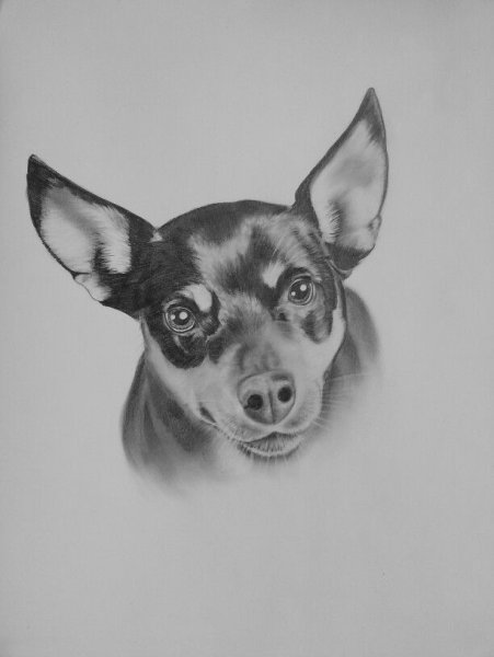 Мультяшный русский той