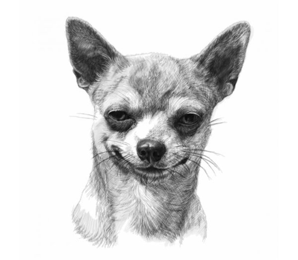 Чихуахуа карандашом