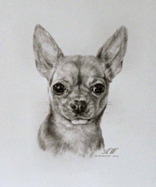 Раскраска чиа Хуа Хуа