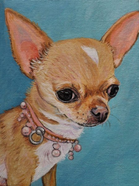 Собака чихуа терьер