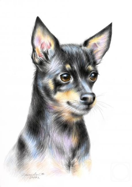 Скетчинг чихуахуа