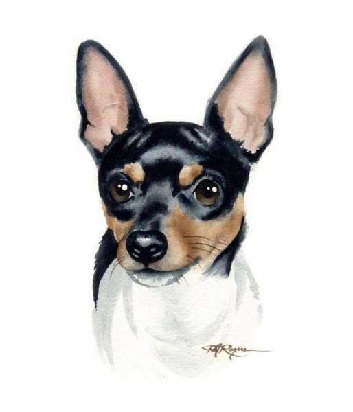 Собака чихуа терьер