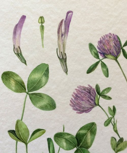 Ботаническая акварель Клевер
