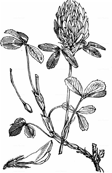 Клевер красный Луговой рисунок