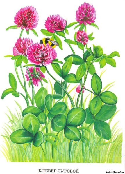 Стилизованный цветок клевера
