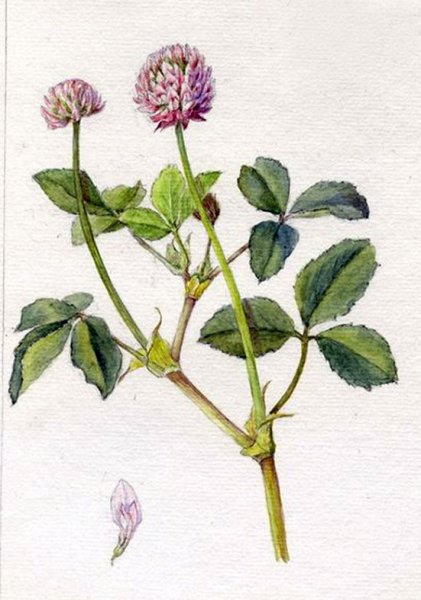 Клевер Луговой Фармакогнозия