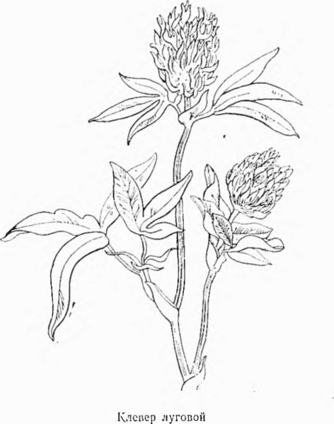 Клевер средний Фармакогнозия