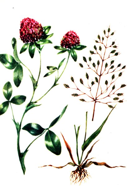 Клевер Луговой зарисовать