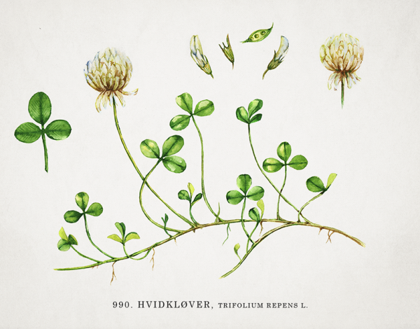 Клевер Луговой Ботаническая иллюстрация
