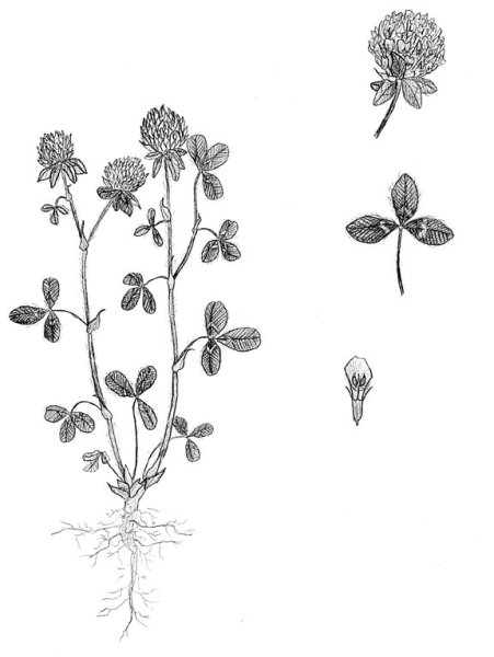 Клевер Луговой - Trifolium pratense рисунок