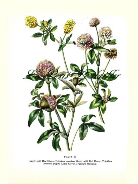 Клевер Луговой стебель