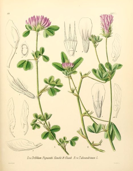 Клевер Луговой