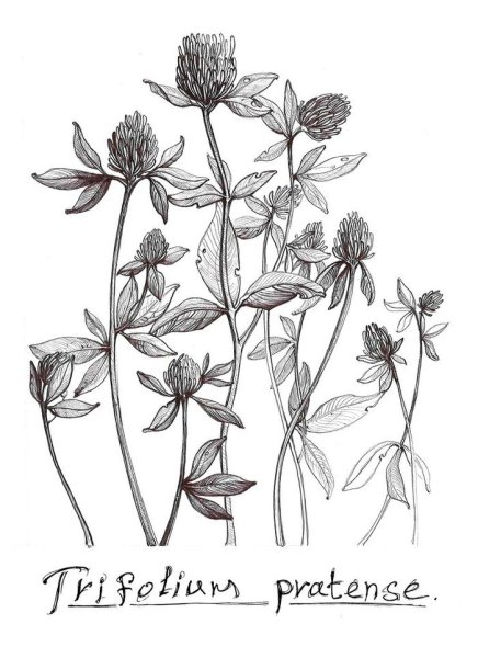 Клевер цветок эскиз