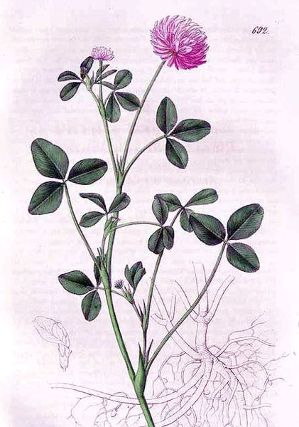 Клевер Луговой