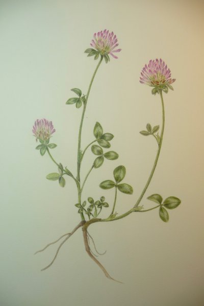 Клевер Ботанические зарисовки