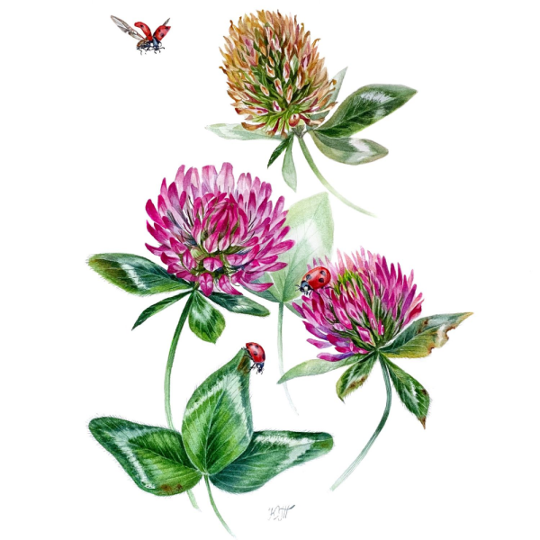 Клевер Луговой Фармакогнозия