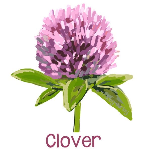 Клевер средний Trifolium Medium