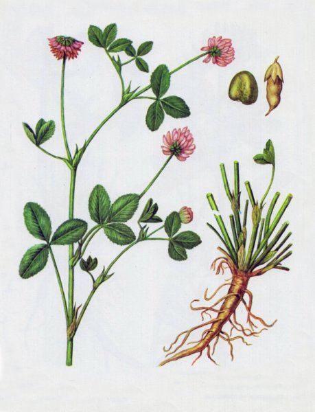 Клевер Луговой гербарий