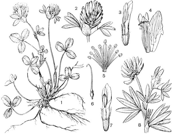 Клевер Луговой Ботанический рисунок