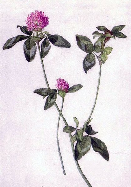 Клевер Луговой стебель