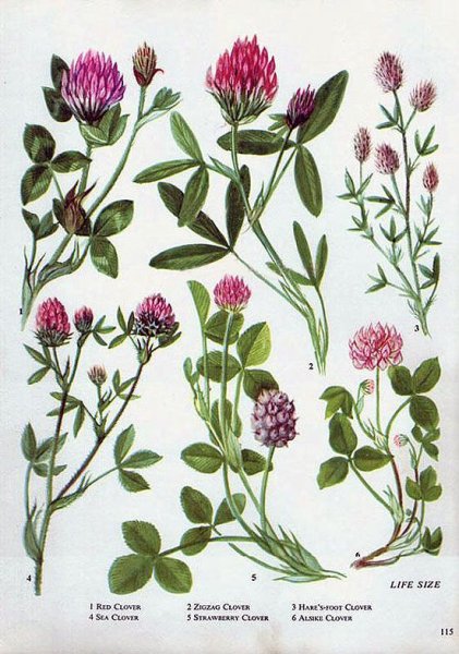 Клевер ползучий рисунок