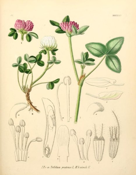 Клевер Луговой гравюра