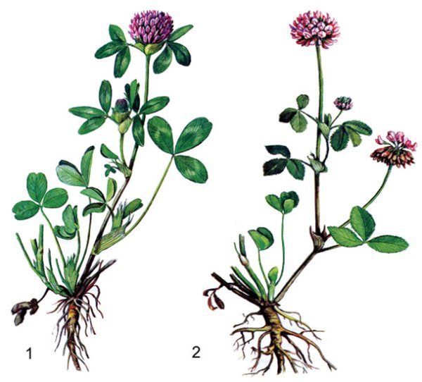 Клевер Луговой строение