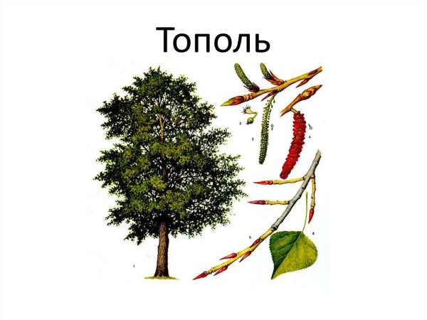 Листья деревьев с плодами Тополь