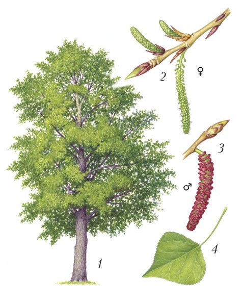 Листья деревьев с плодами Тополь