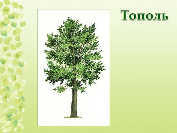 Тополь дерево для детей